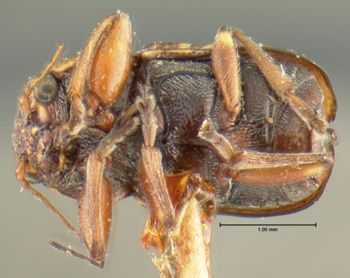 Media type: image;   Entomology 24917 Aspect: habitus ventral view